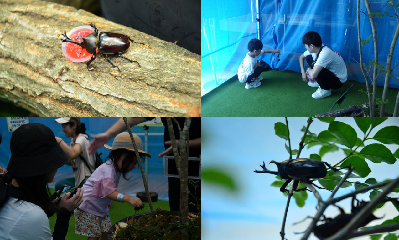 カブトムシハウス | 国営ひたち海浜公園公式ホームページ