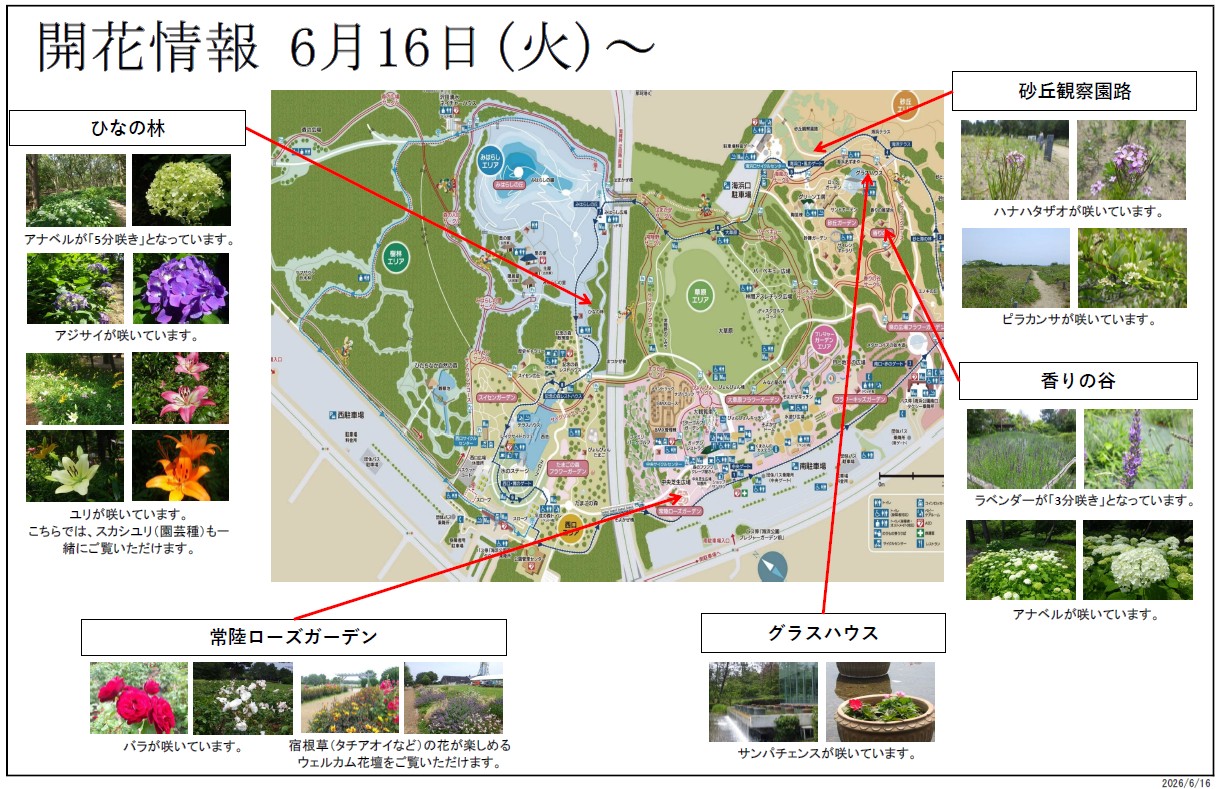 開花情報R8.5.19