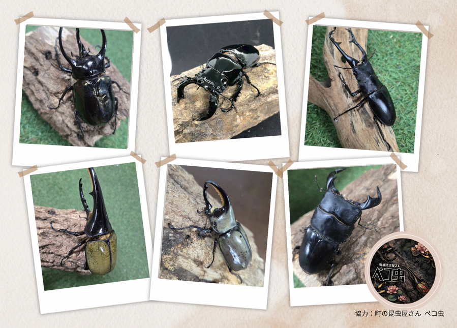 すごいぞ!カブトムシ・クワガタ