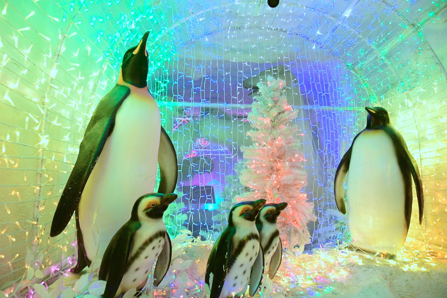 アイスワールド館内のペンギン