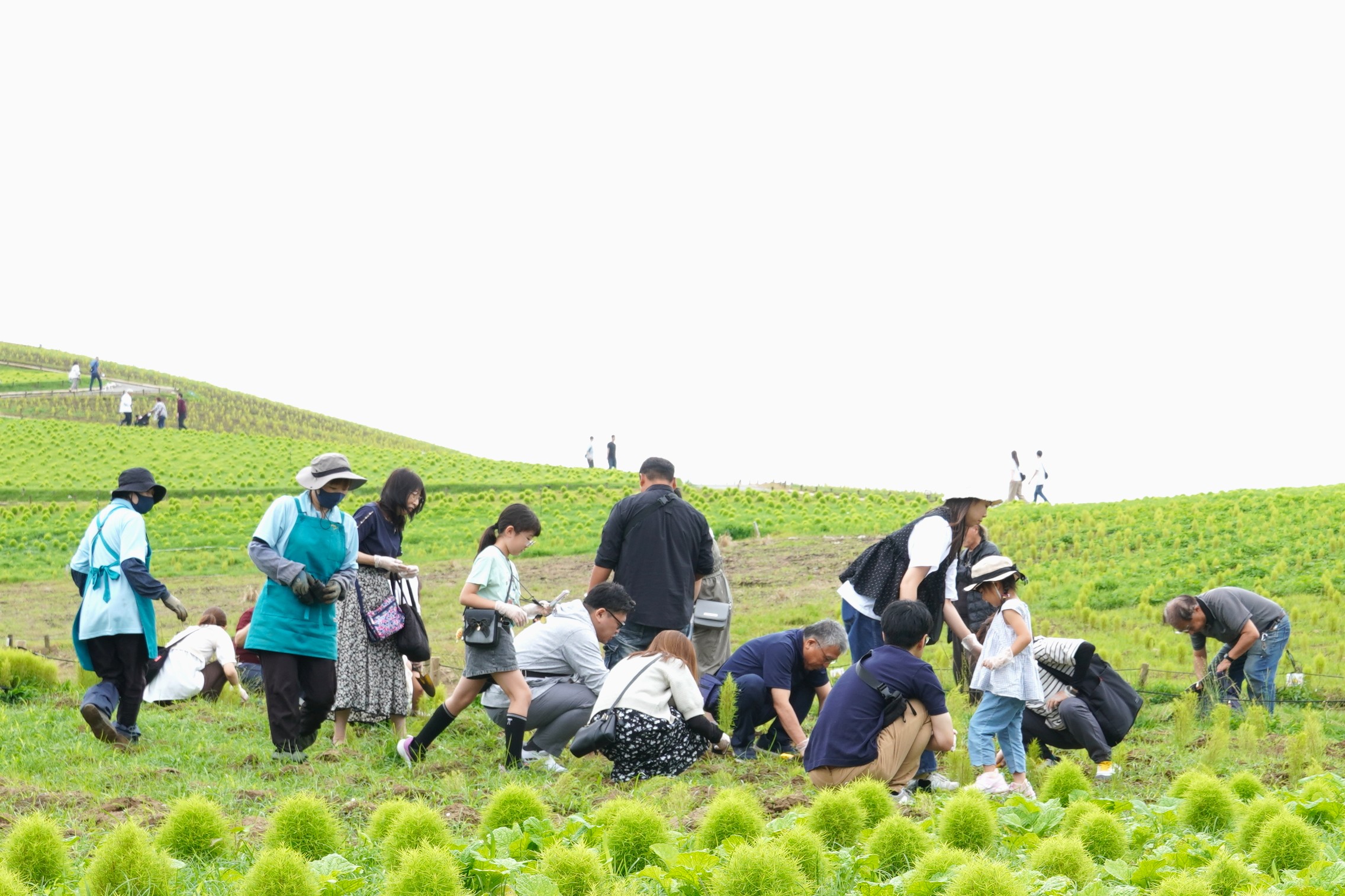 0704コキア(1)