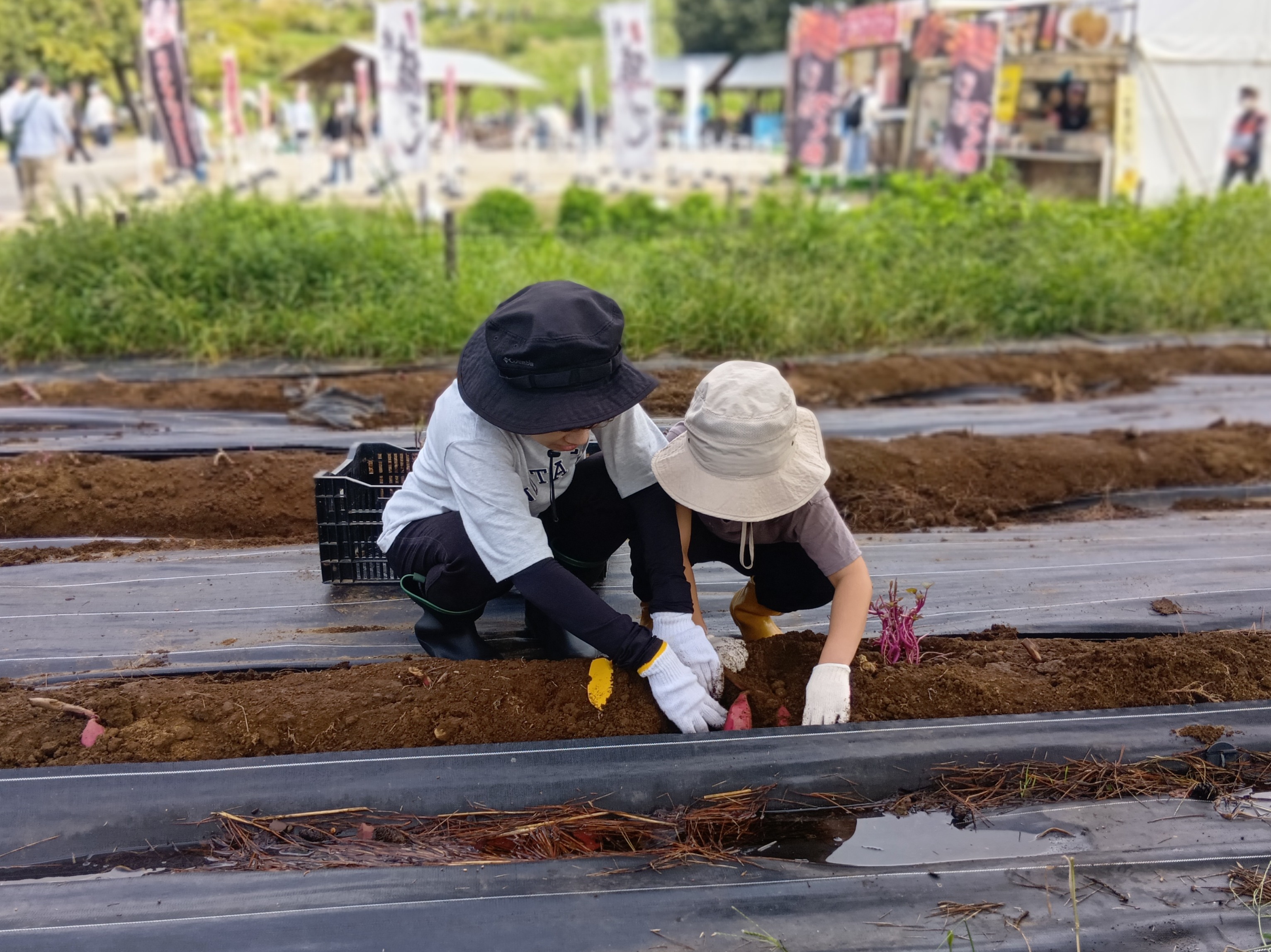 おいもを掘ろう2
