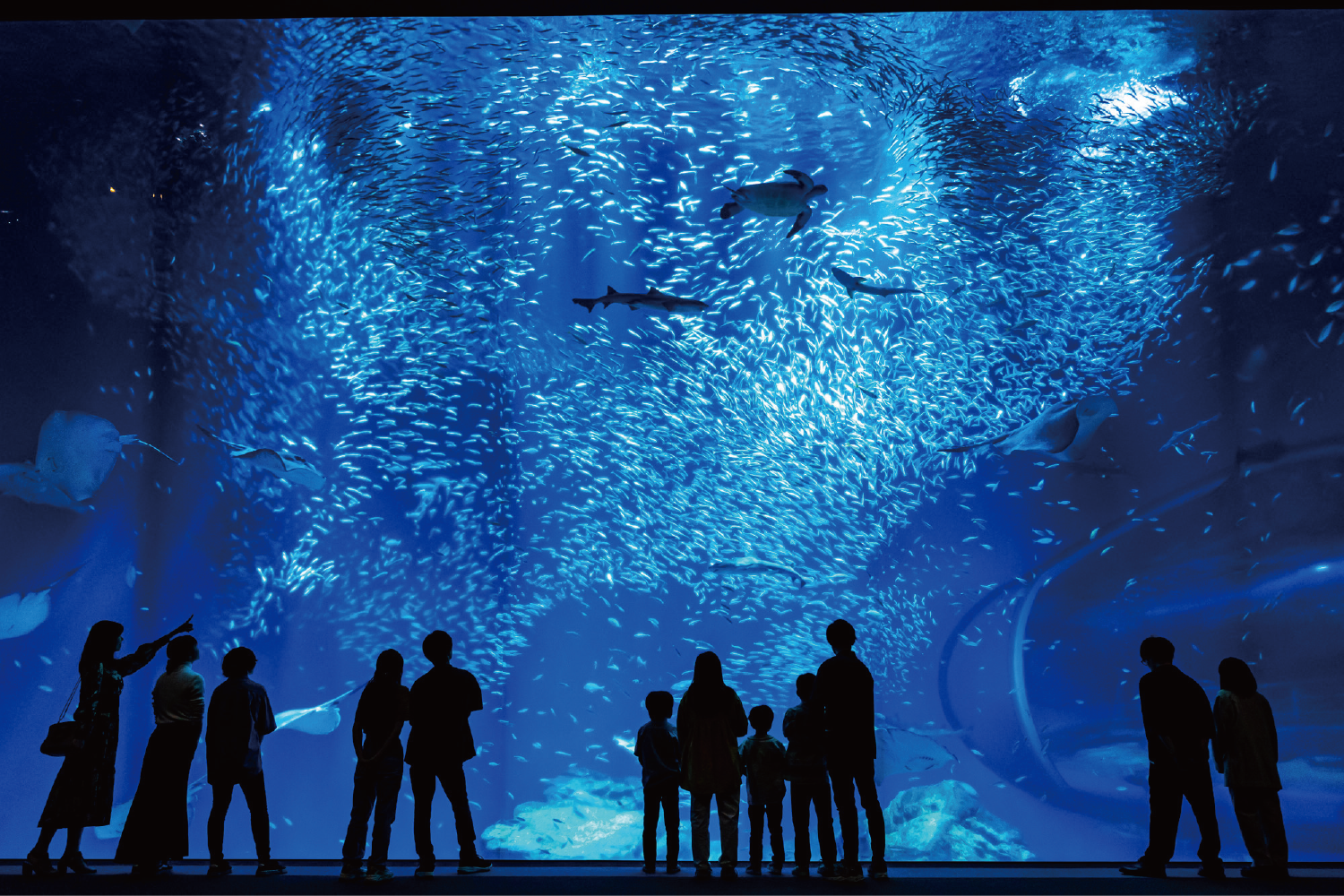 アクアワールド茨城県大洗水族館の写真