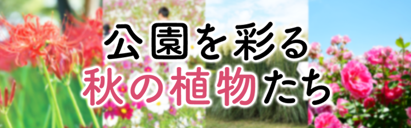 公園を彩る秋の植物たちへ のリンク
