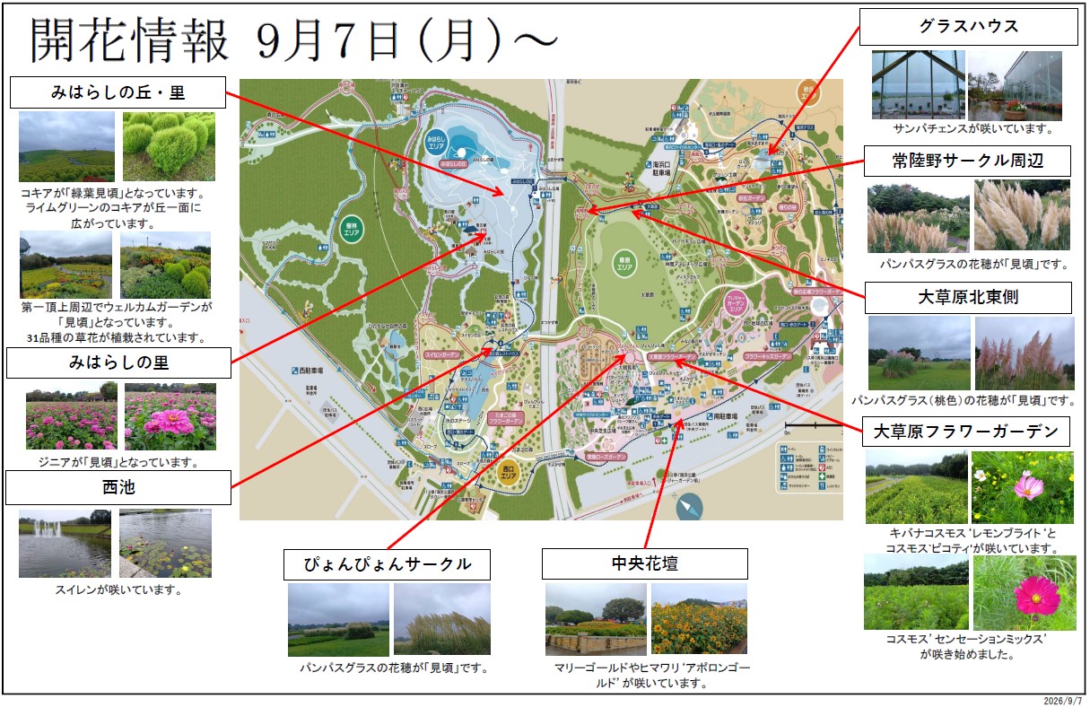 最新の開花情報に関するページ