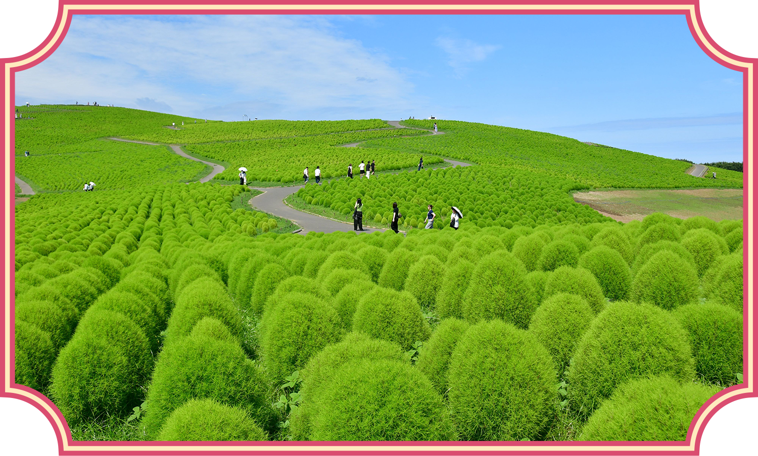 緑コキアの写真