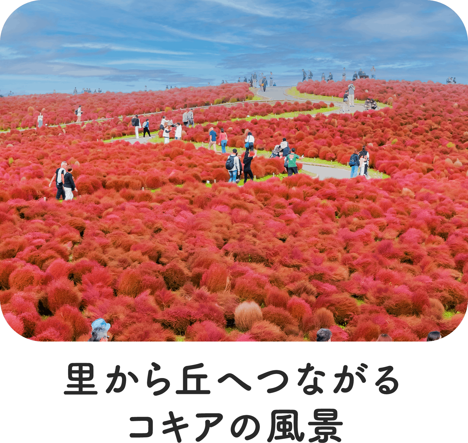 里から丘へつながるコキアの風景