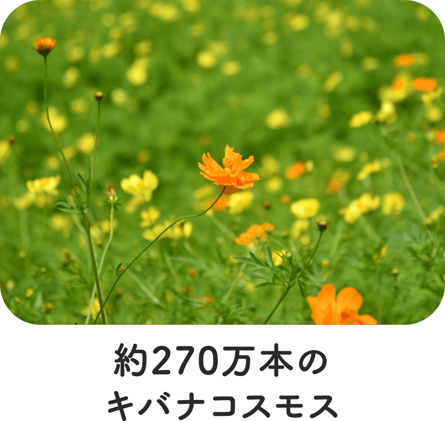 約 270 万本のキバナコスモス
