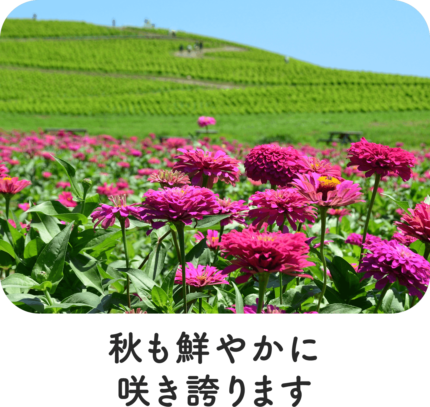 秋も鮮やかに咲き誇ります