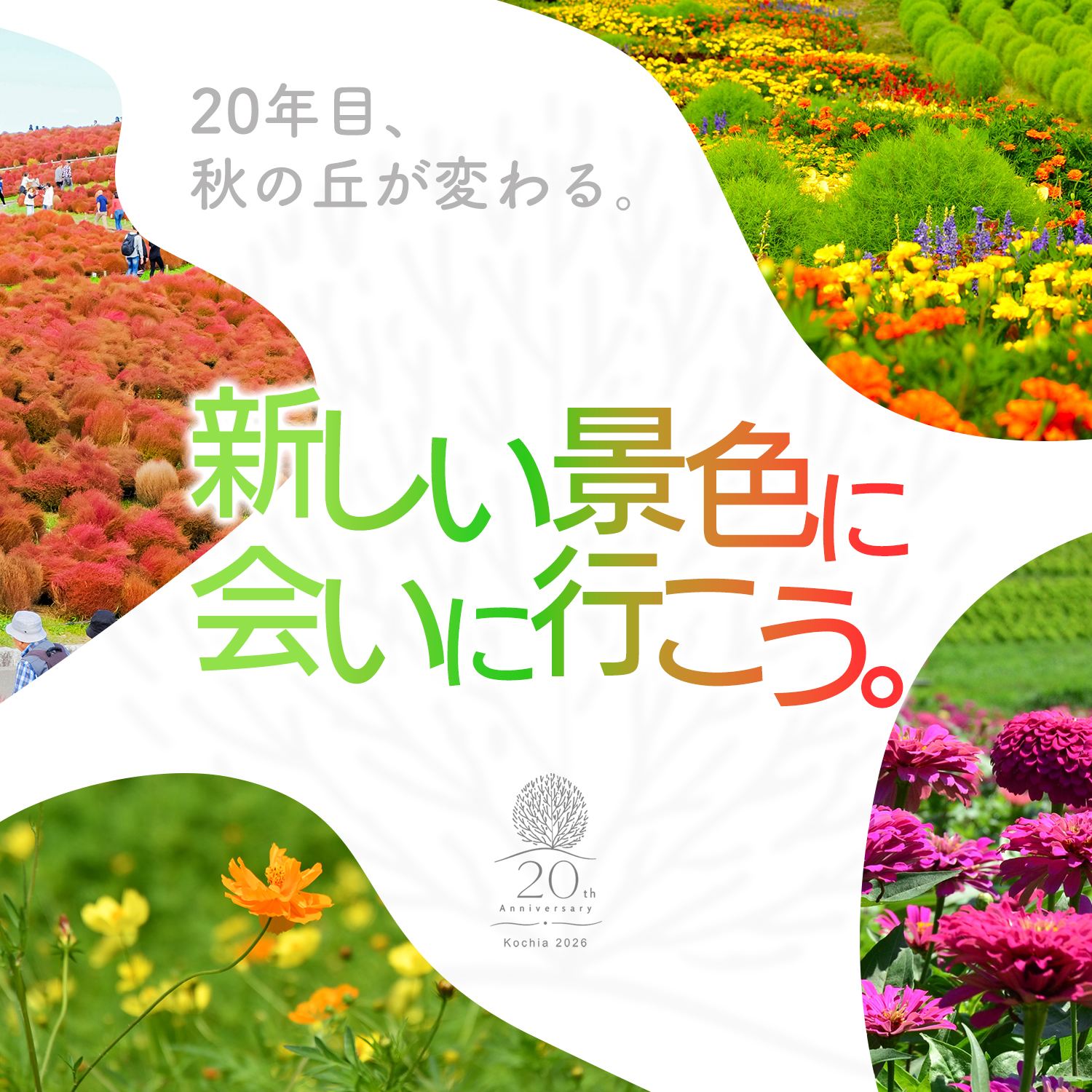 植物TOP