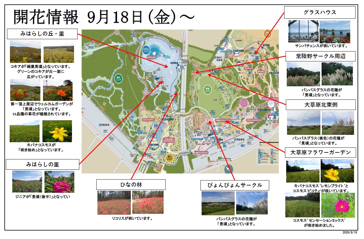 最新の開花情報に関するページ