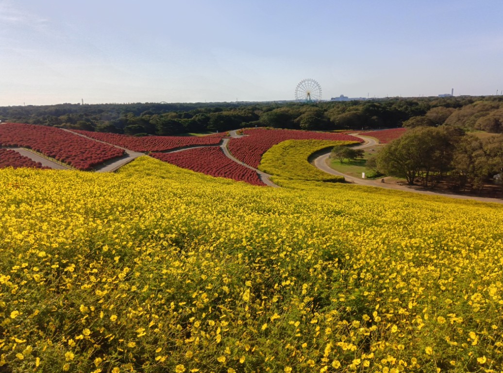 20261018_キバナ1