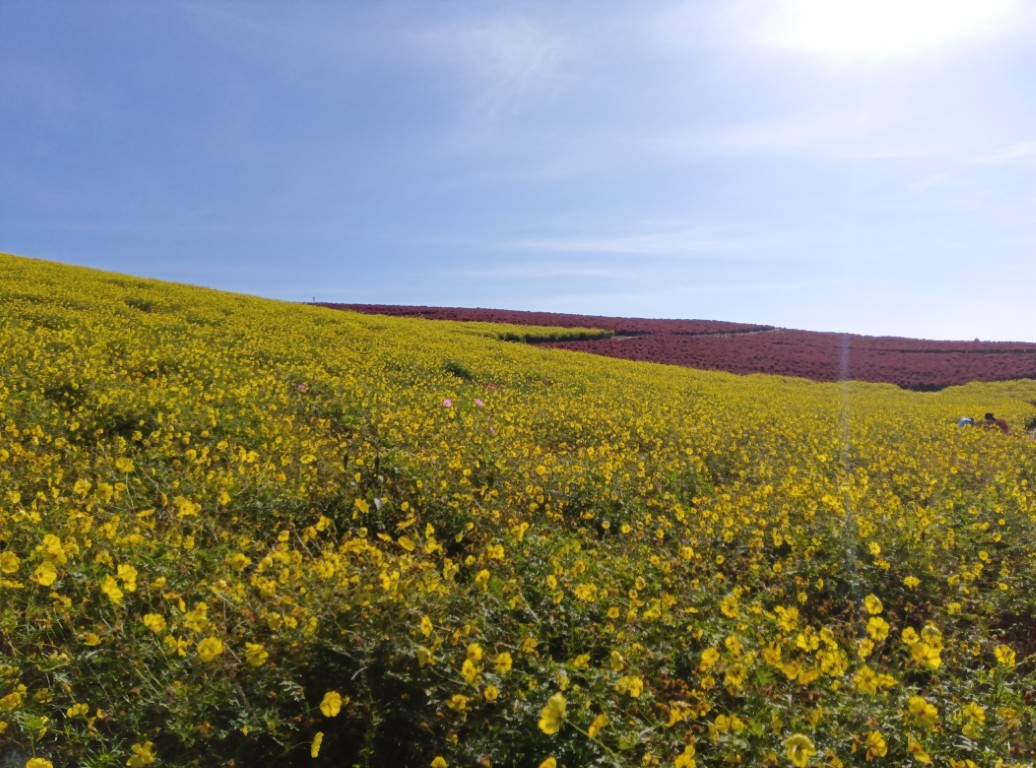 20261018_キバナ3