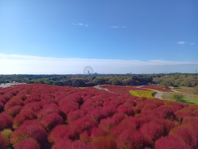 20261022_コキア2