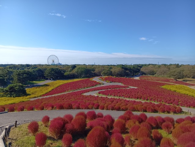20261022_コキア3
