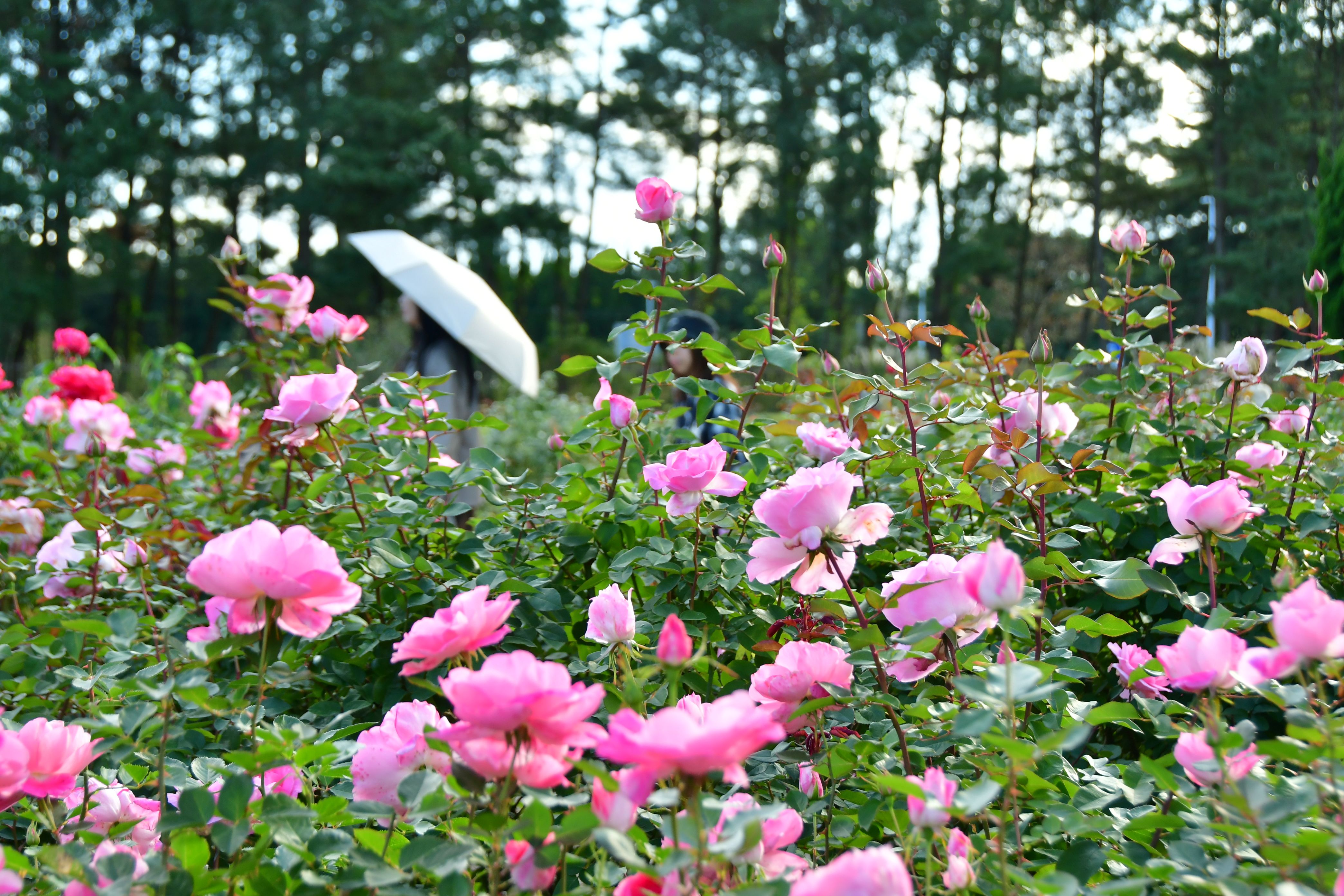 DSC_3004