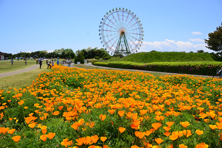 大草原フラワーガーデンの紹介