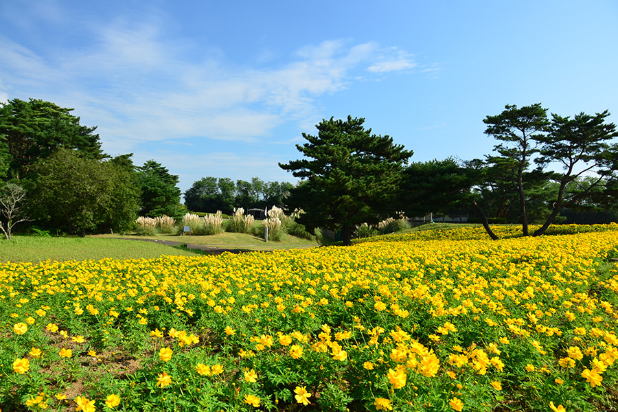 大草原フラワーガーデン2