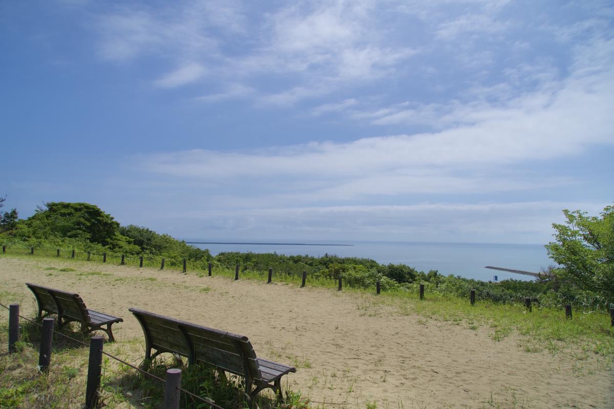 砂と海の林の紹介
