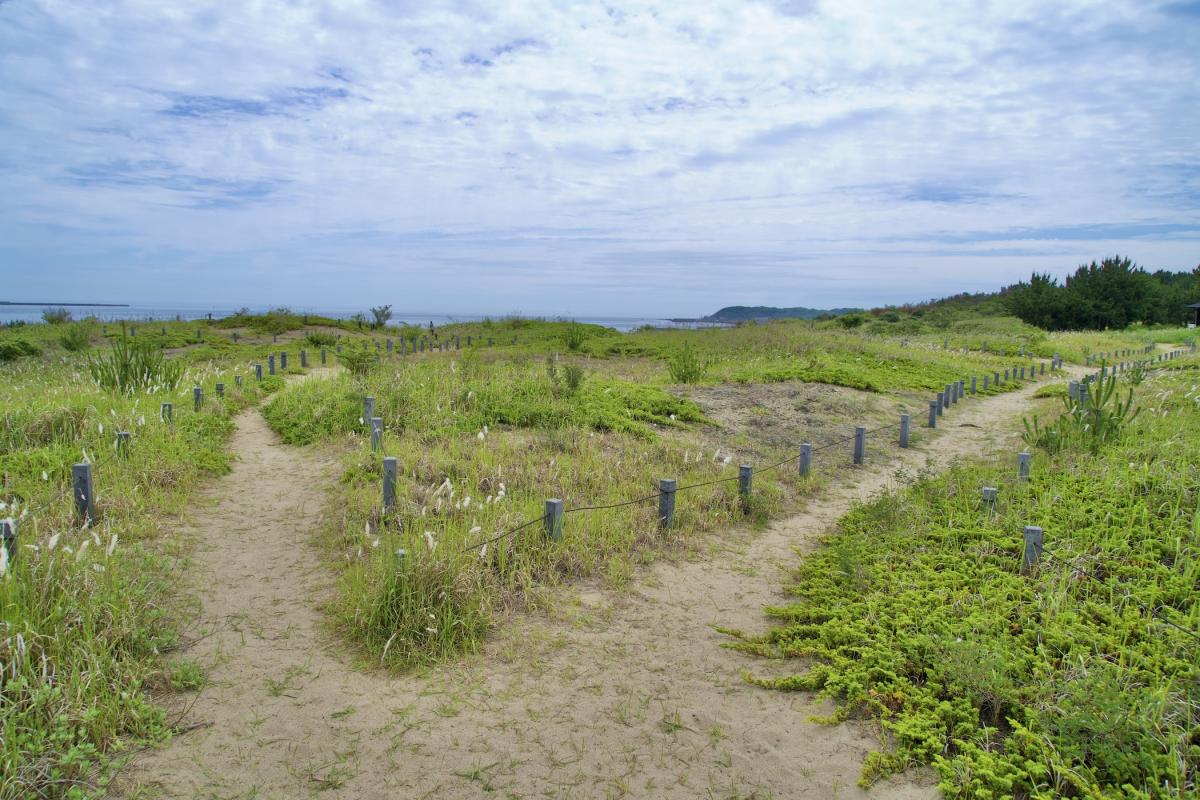 砂丘観察園路5