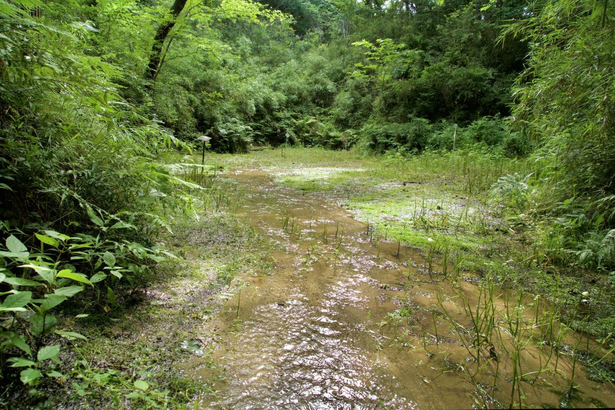 沢田湧水地6