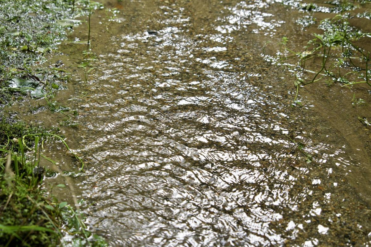 沢田湧水地7