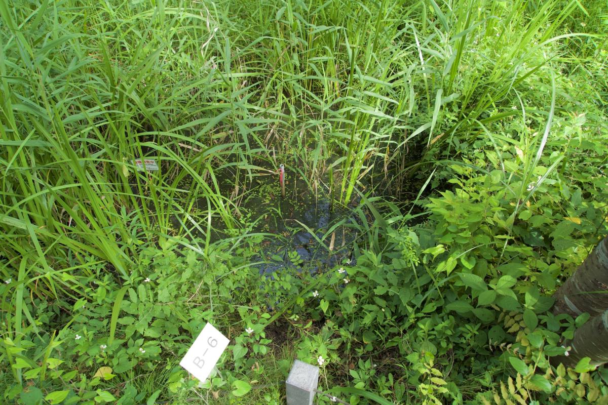 沢田湧水地15