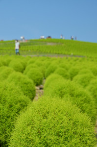 緑葉コキア（3）