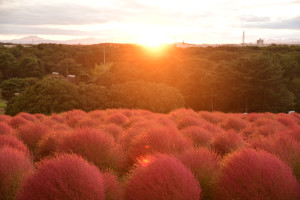 紅葉コキア（4）