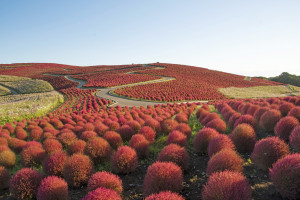 紅葉コキア（5）