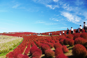 紅葉コキア（6）