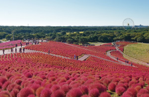 紅葉コキア（7）
