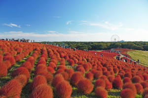 紅葉コキア（8）