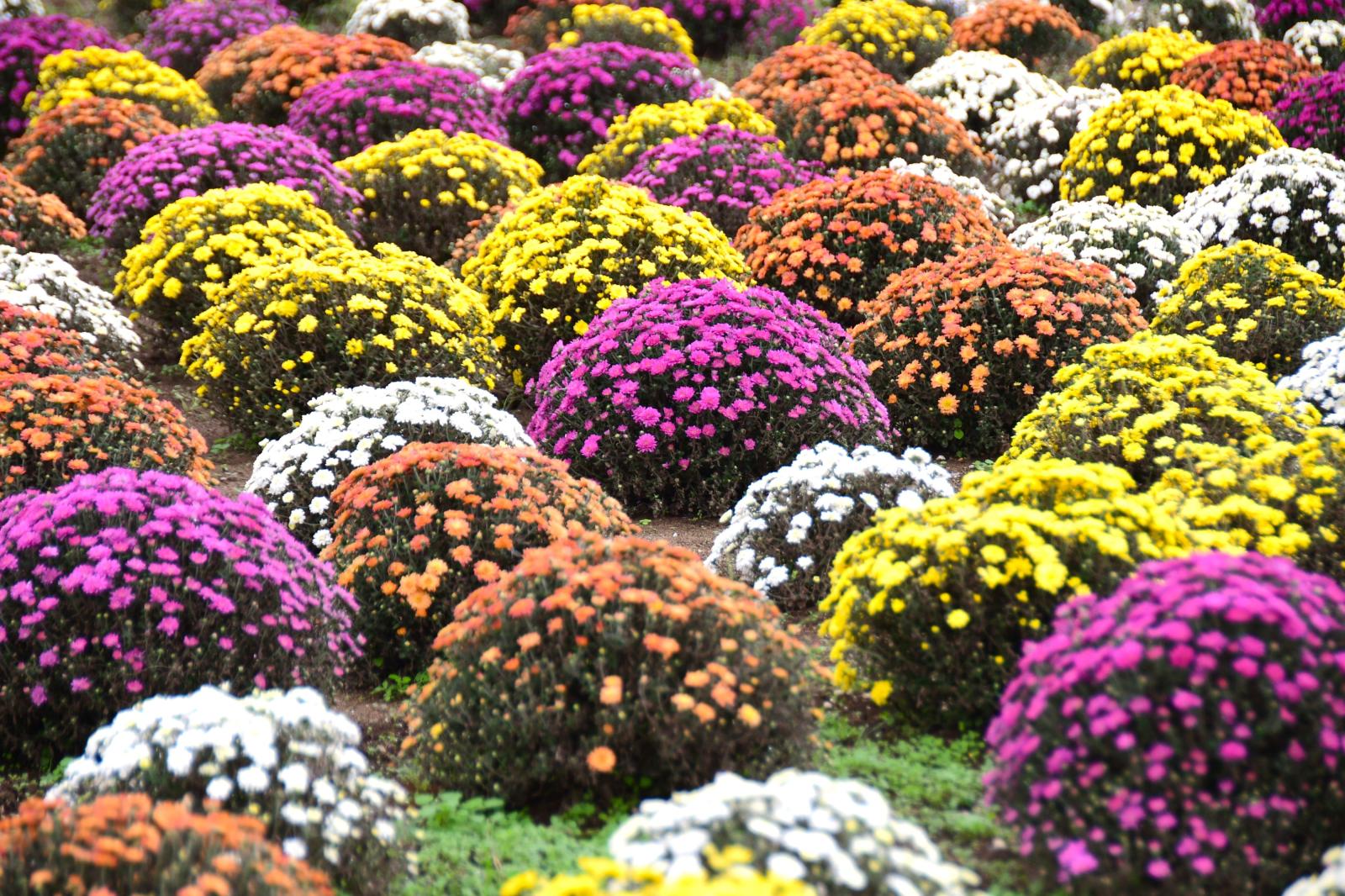 1017_マルチフローラマム