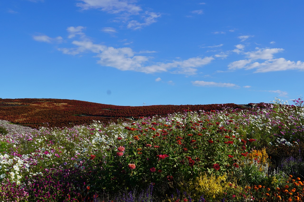 ウェルカムガーデン