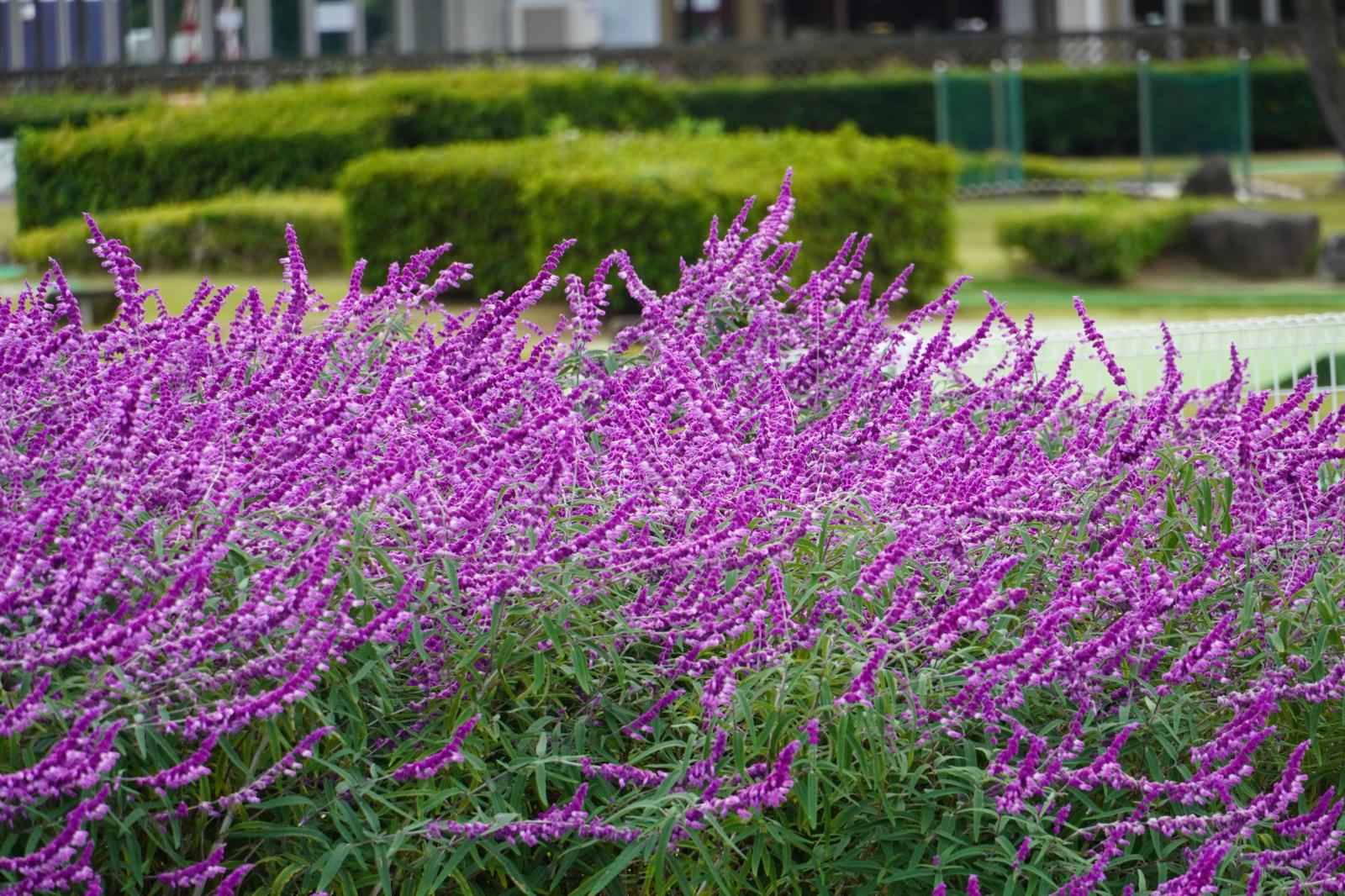 251029_メキシカンブッシュセージ