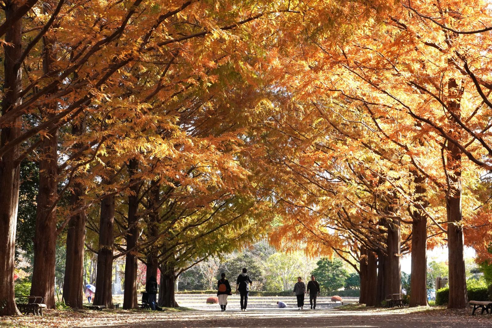 251124_メタセコイア