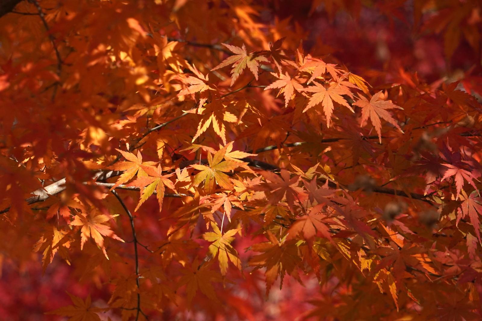 251124_イロハモミジ