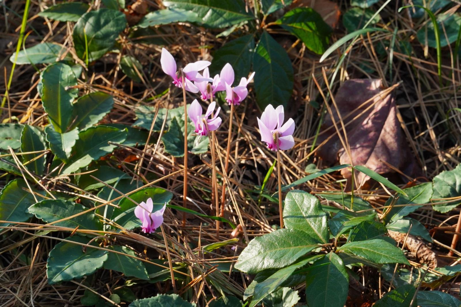 251201_シクラメン