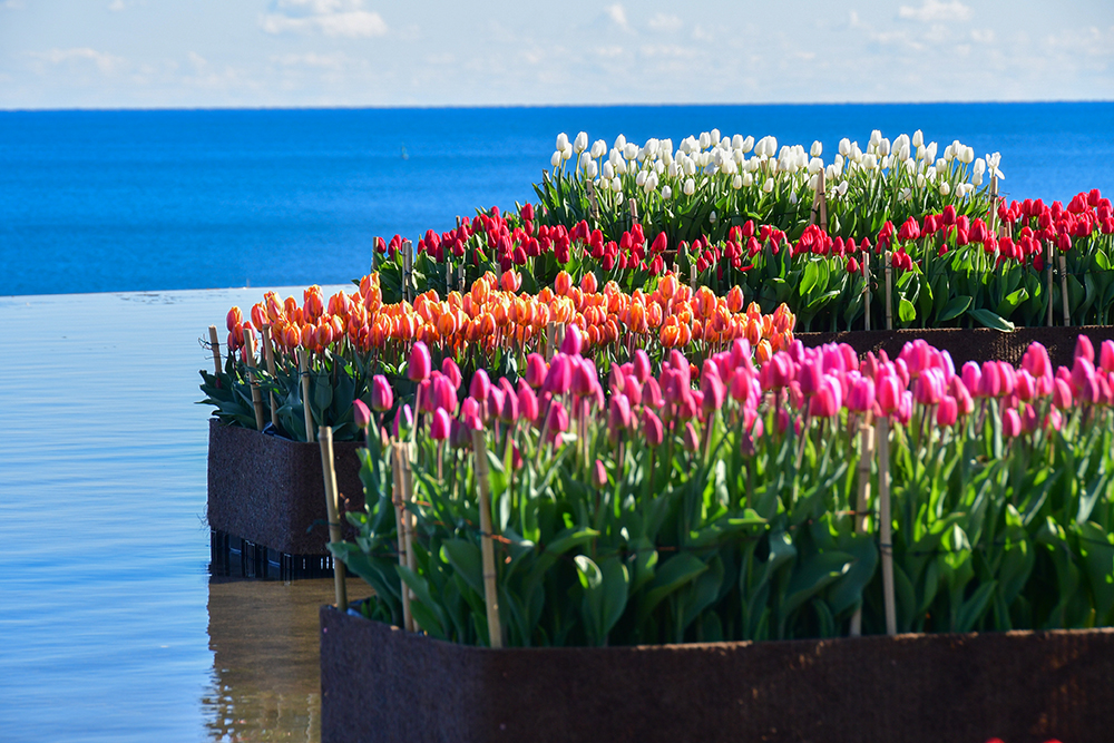 260106_アイスチューリップ3