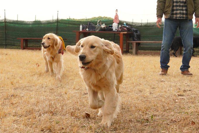 260111_ドッグラン