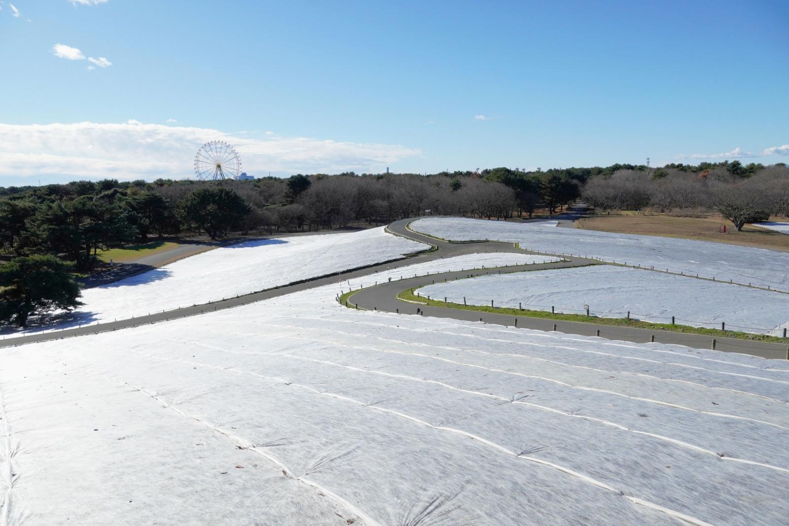 251226_みはらしの丘