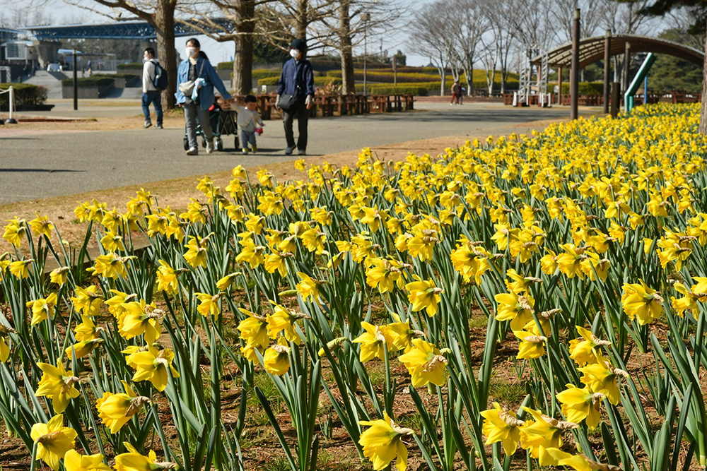 260222_スイセン (1)