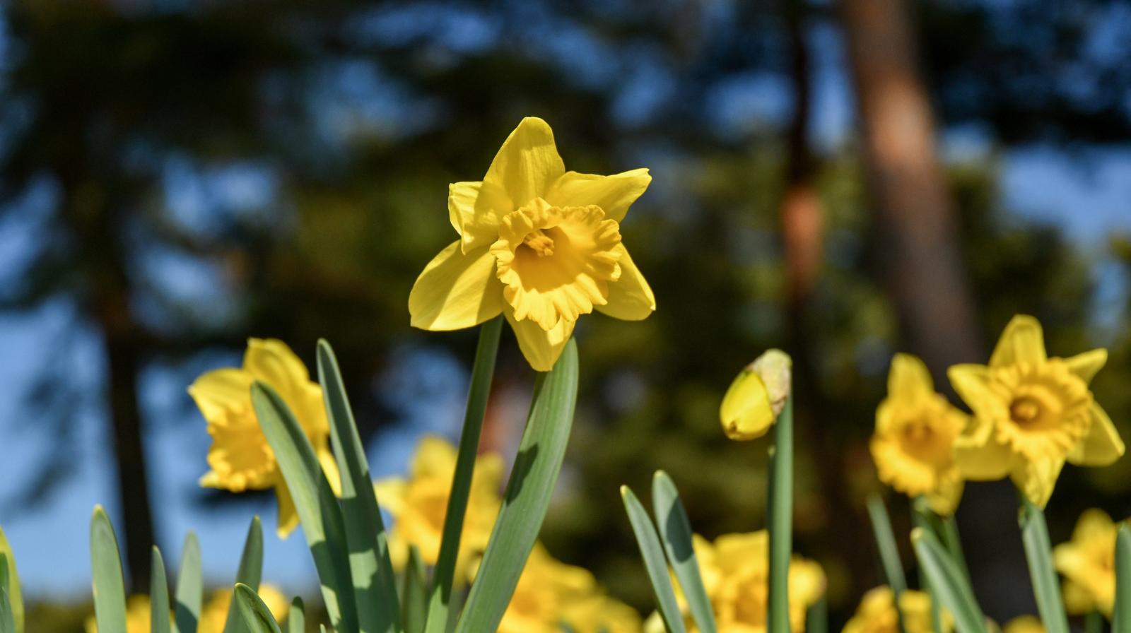 260222_スイセン (2)