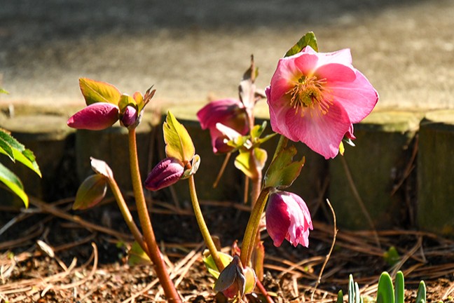 260222_クリスマスローズ