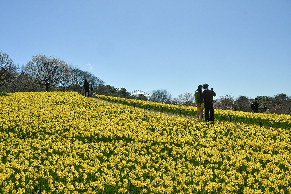 260314_早咲きスイセン