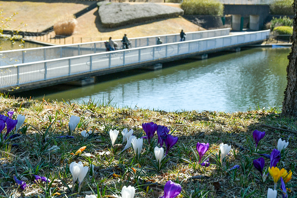 260314_クロッカス