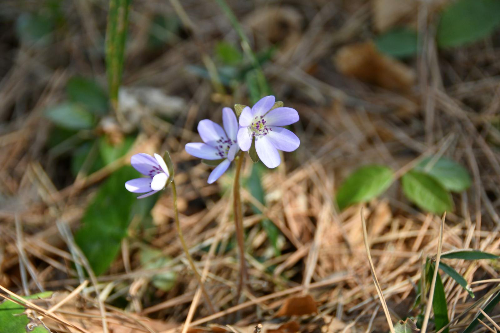 260314_ユキワリソウ