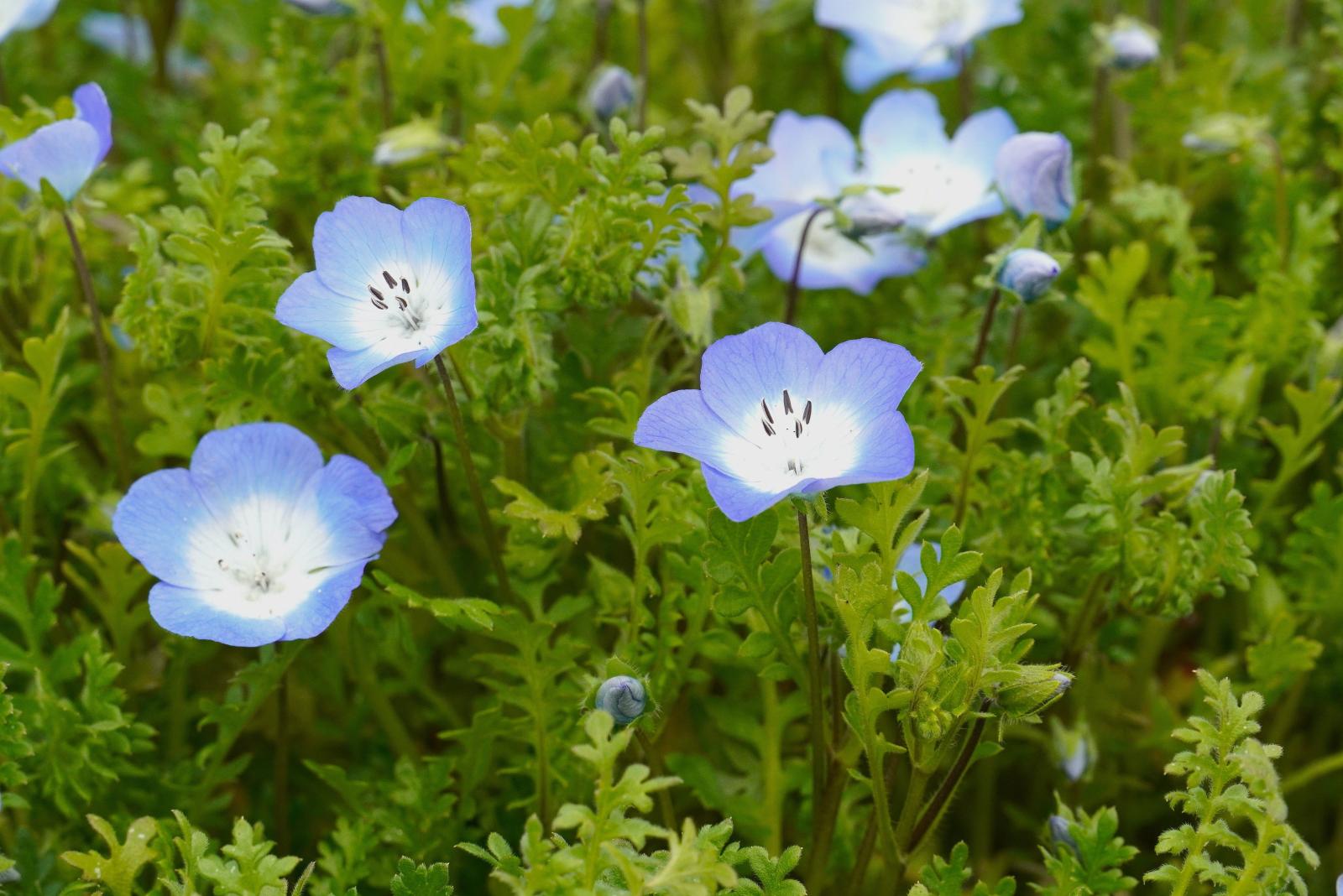 260401_ネモフィラ