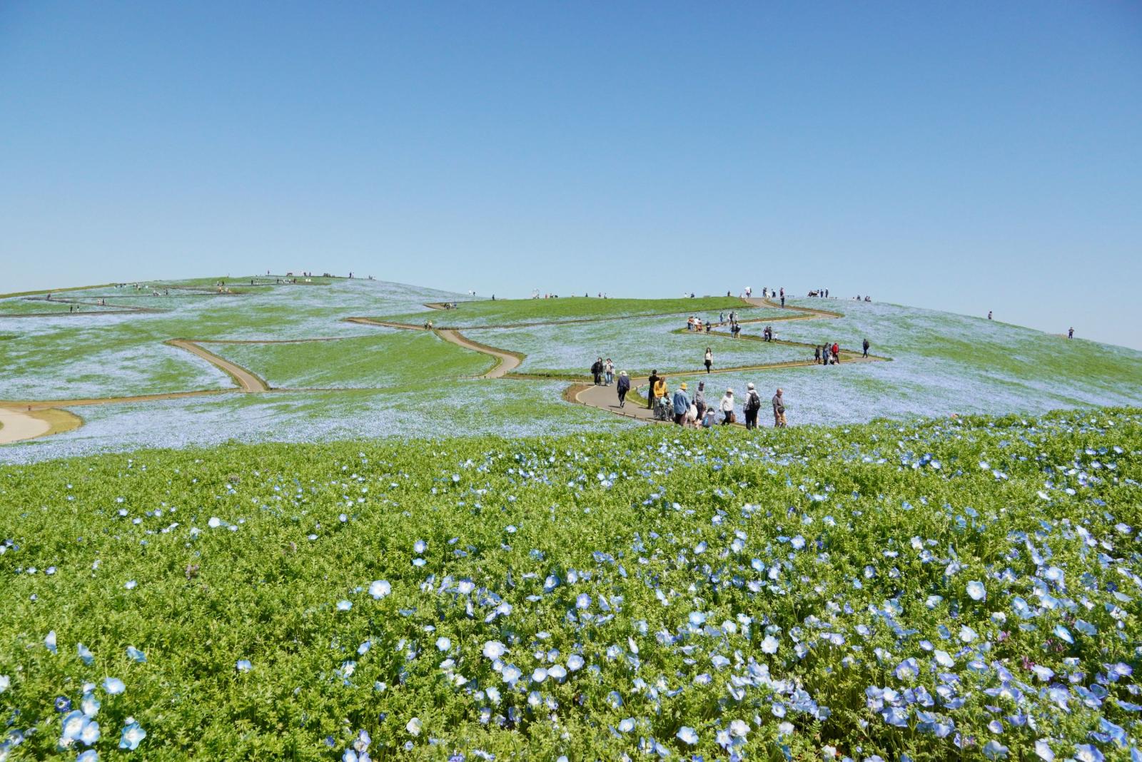 260408_ネモフィラ